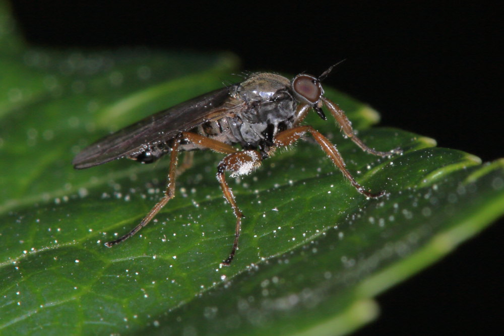 Hybotidae:  Platypalpus sp. cf. gruppo longicornis