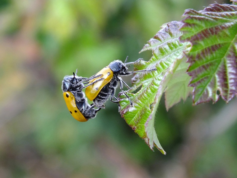 Lachnaia italica in accoppiamento