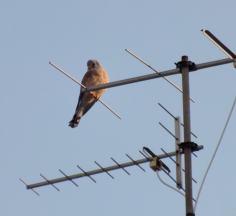 Il Grillaio ( Falco naumanni )