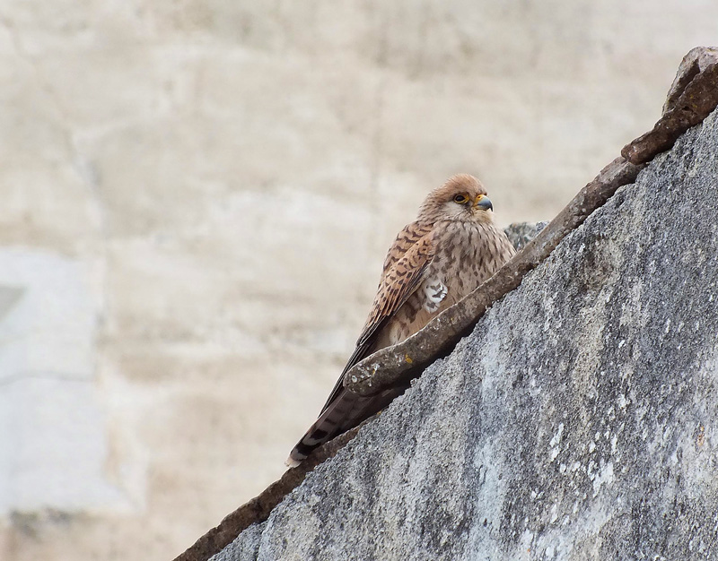 Il Grillaio ( Falco naumanni )