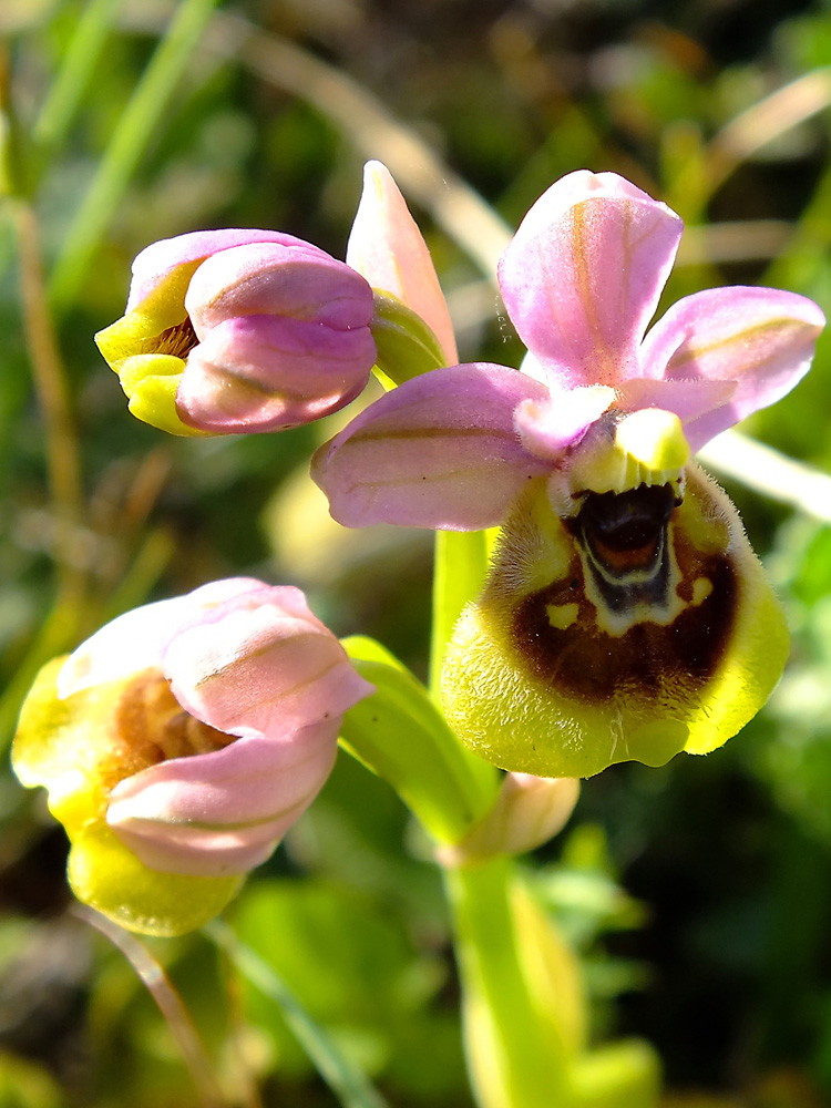 Ophrys tentredinifera del Gargano