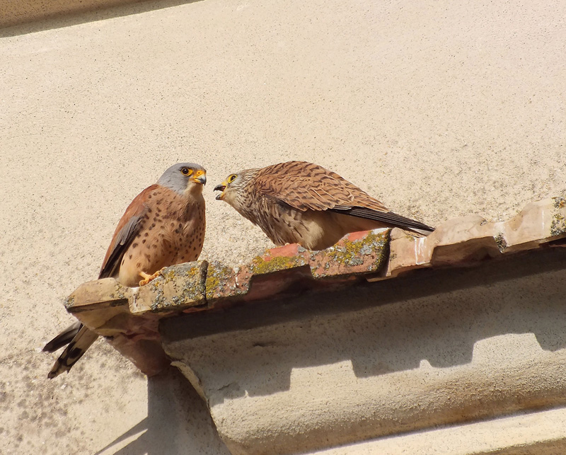 Il Grillaio ( Falco naumanni )