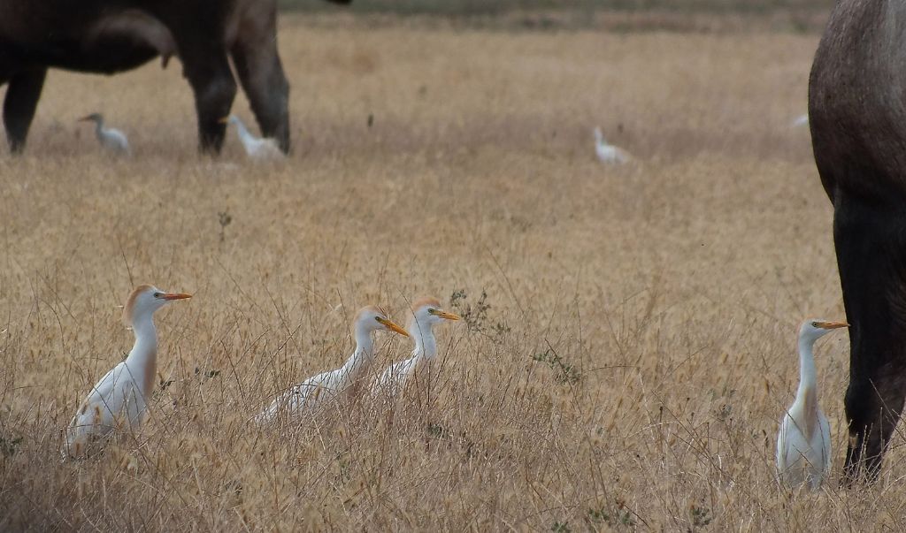 Aironi guardabuoi ( Bubulcus ibis )