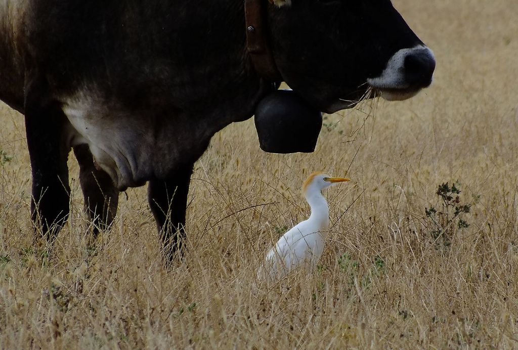 Aironi guardabuoi ( Bubulcus ibis )