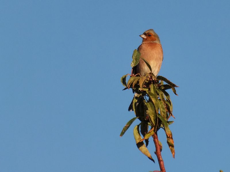 Fringuello maschio ( Fringilla coelebs)