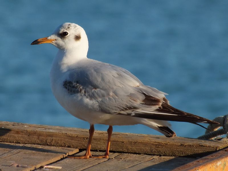 Gabbiano comune ( Chroicocephalus ridibundus )