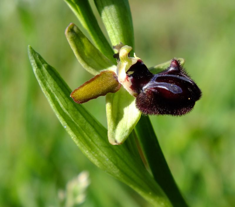 Identificazione orchidee