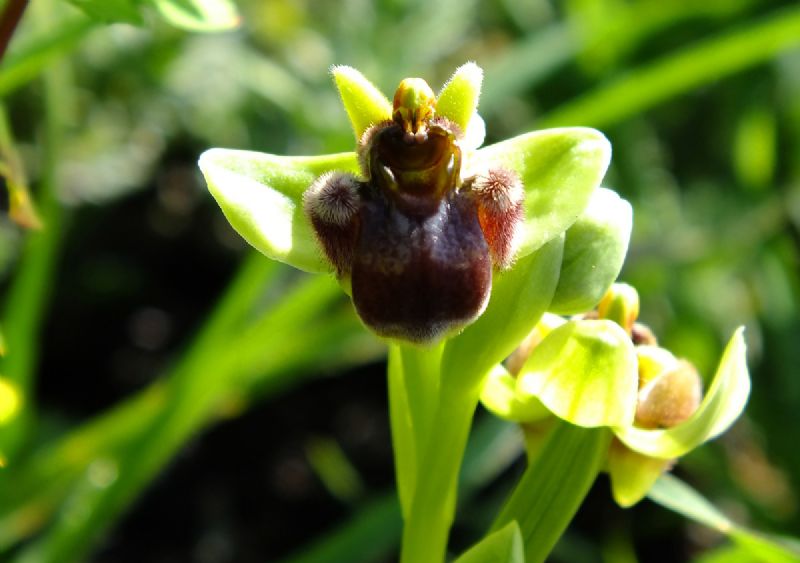 Identificazione orchidee