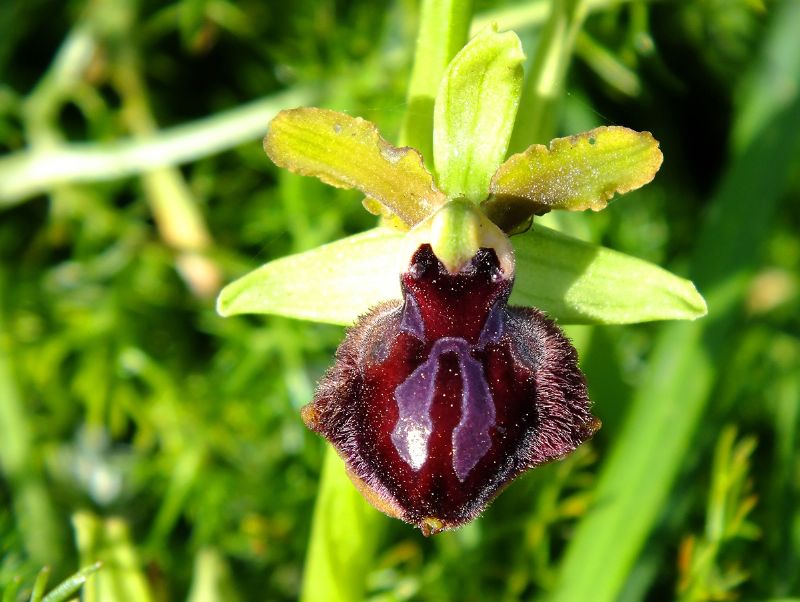 Identificazione orchidee