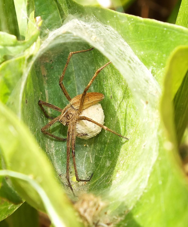 Pisaura sp. con ovisacco nel nido - Manfredonia (FG)