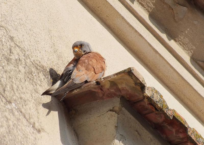 Il Grillaio ( Falco naumanni )