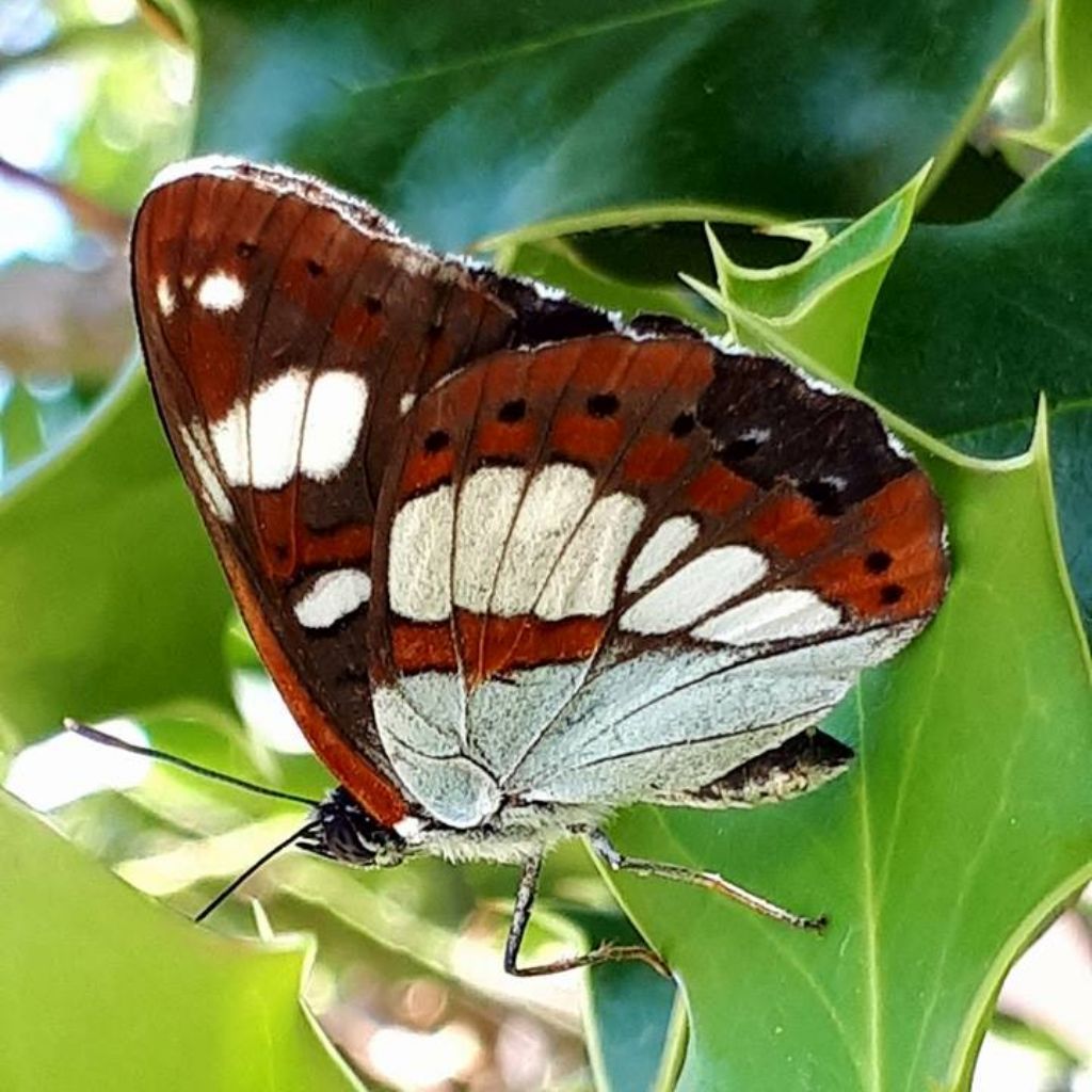 Limenitis...? Limenitis reducta, Nymphalidae