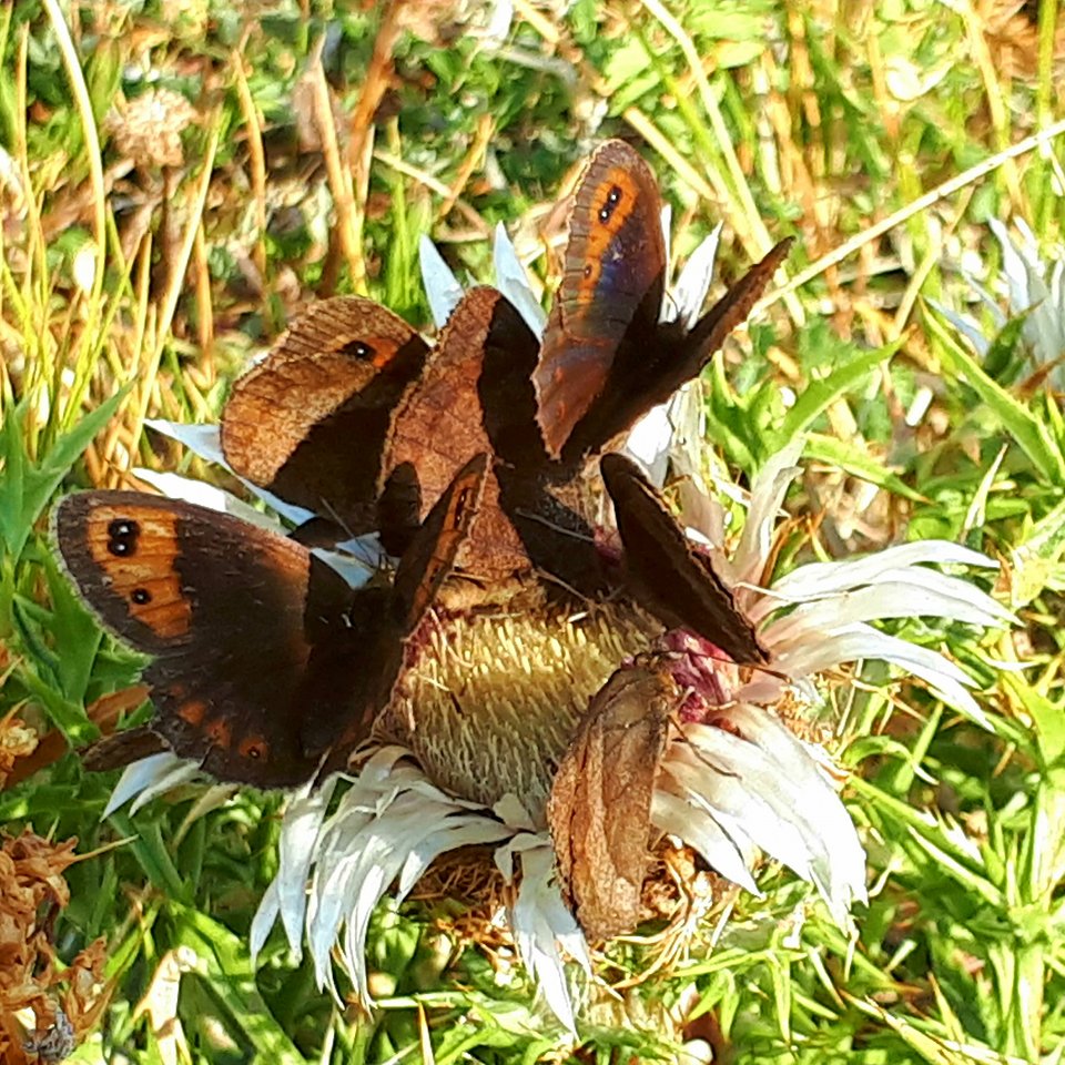 Da identificare - Erebia neoridas, Nymphalidae