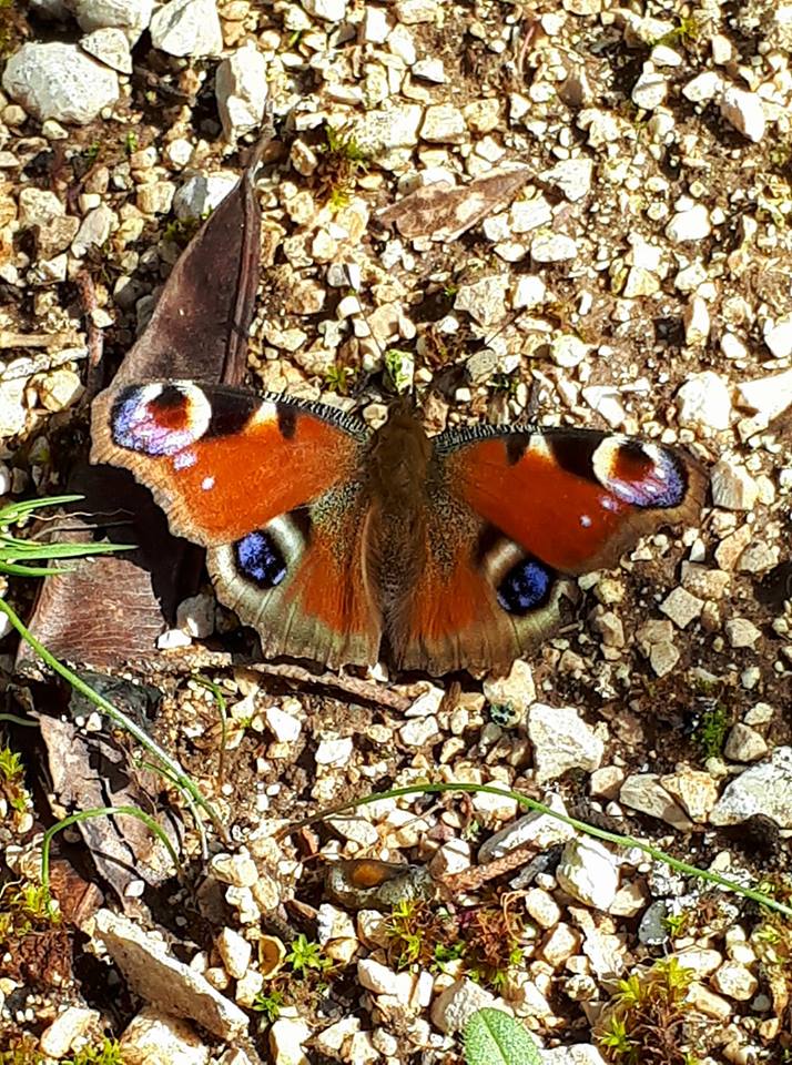 Prima volta dell''Aglais io