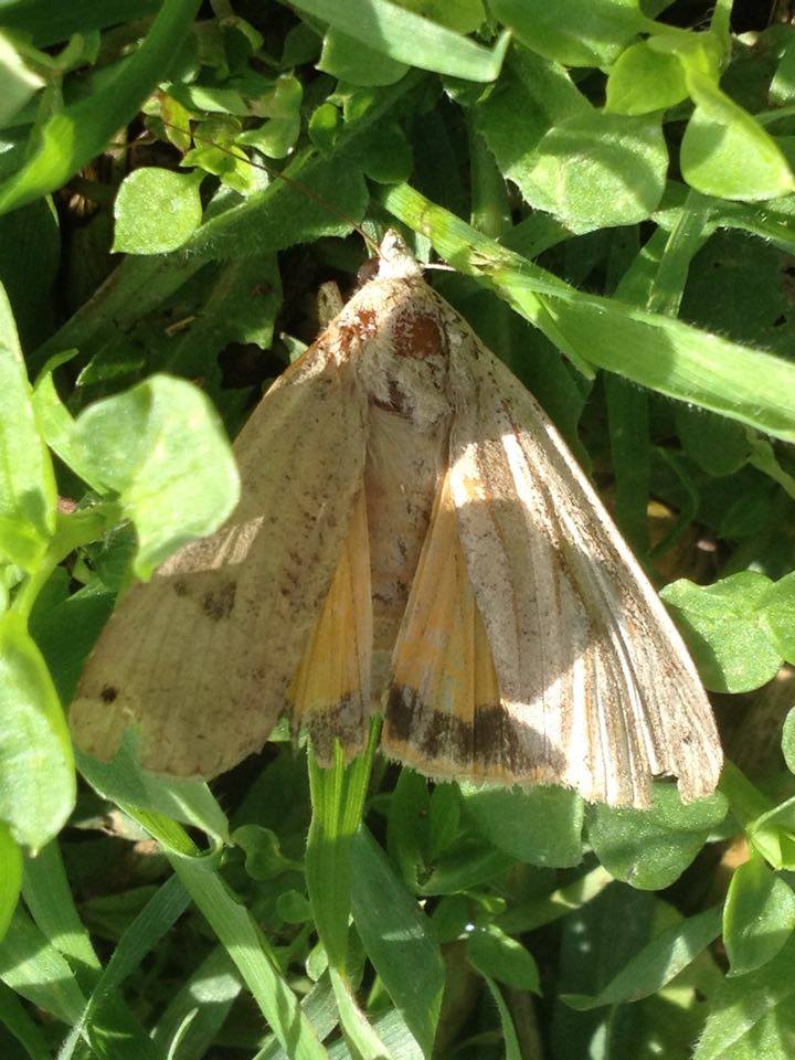 Falena da identificare - Noctua pronuba, Noctuidae