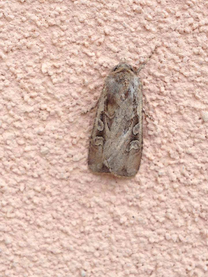 Richiesta id falena - Euxoa sp