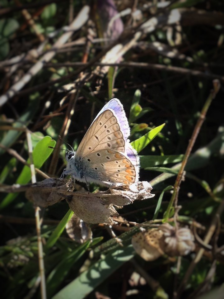 Polyommatus icarus? S