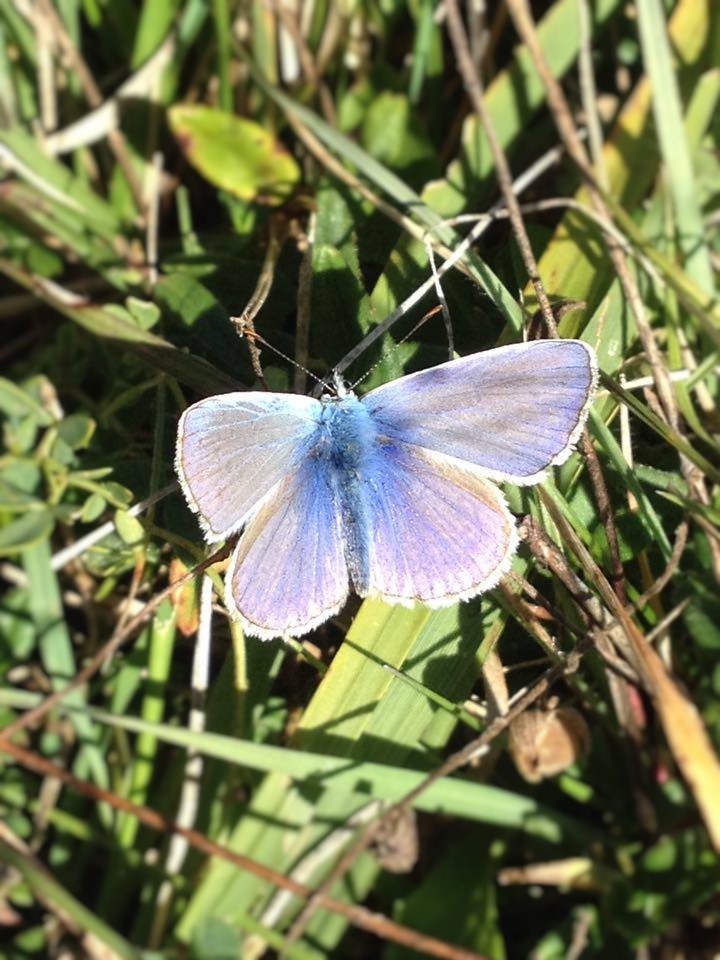 Polyommatus icarus? S