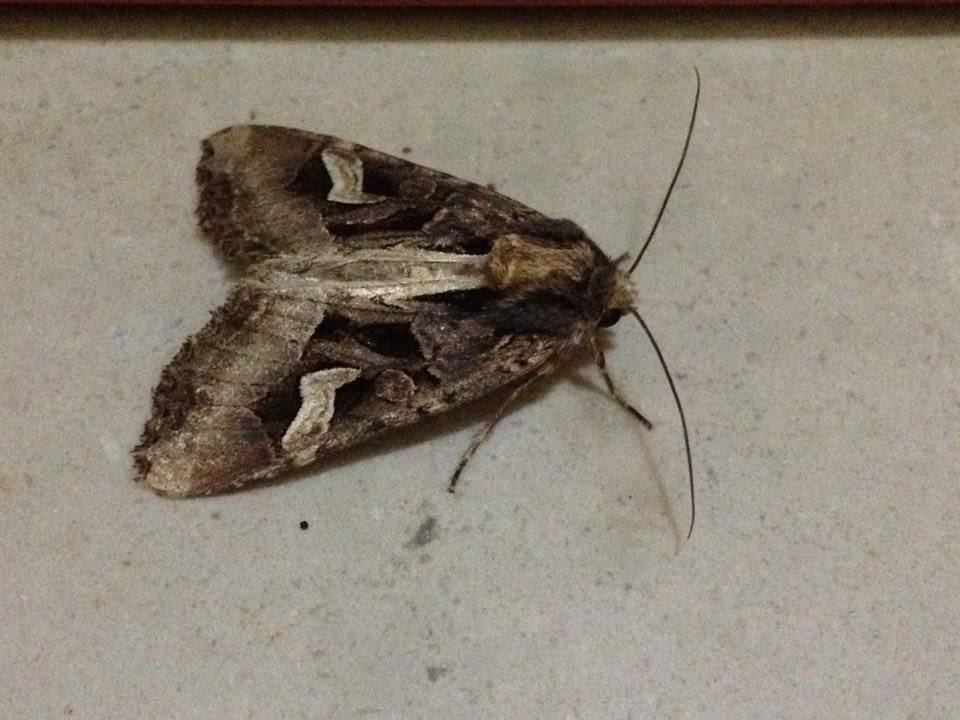 Noctuidae? Si,  Trigonophora flammea