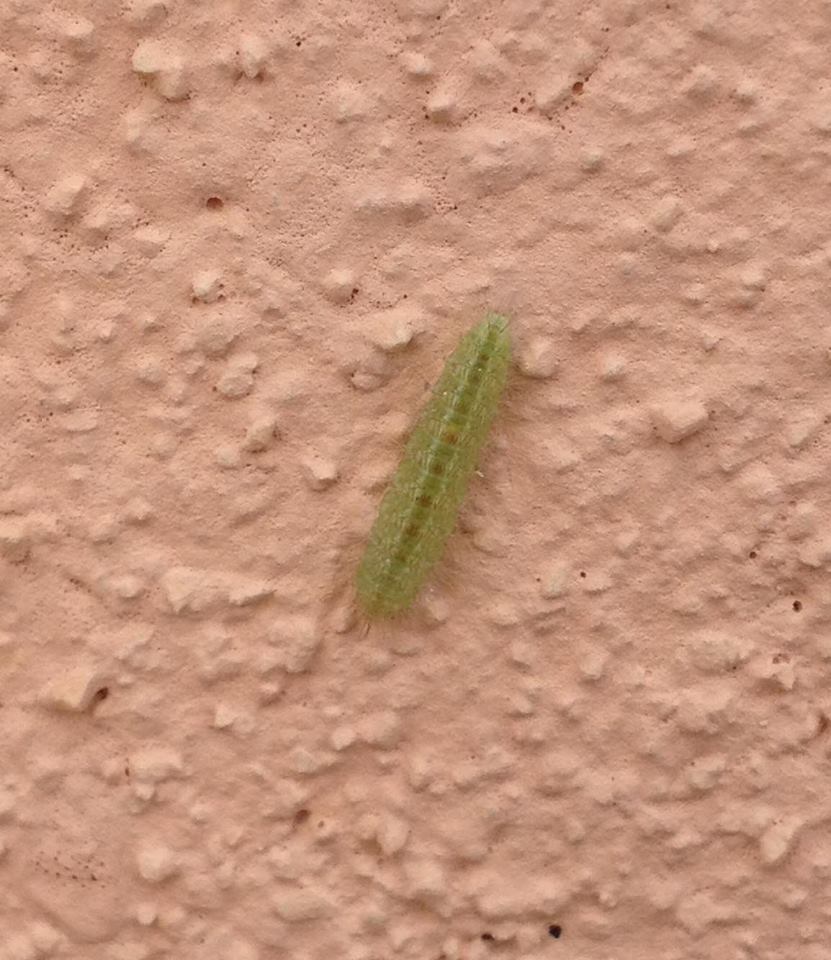 Larva color verde - Cfr. Emmelina monodactyla