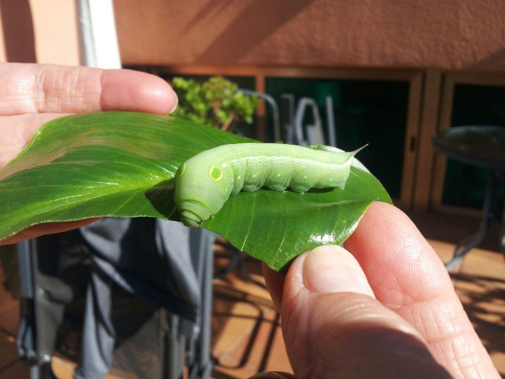 Aiuto per identificazione bruco: Hippotion celerio (Sphingidae)