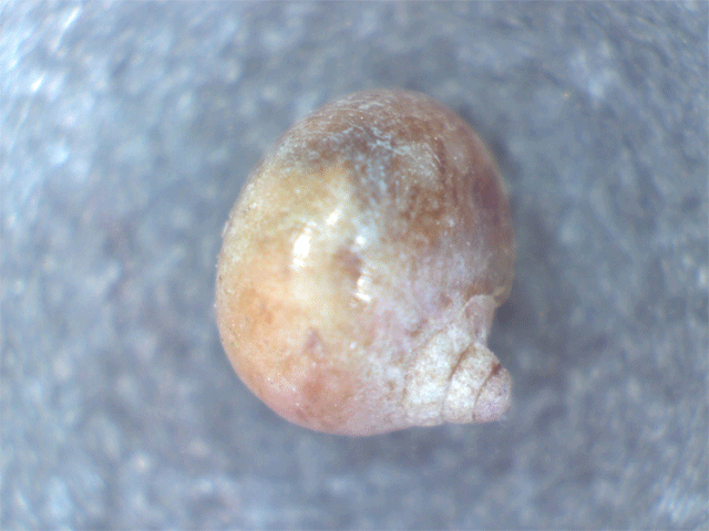 Gasteropode da identificare