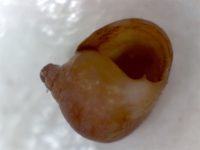 Gasteropode da identificare