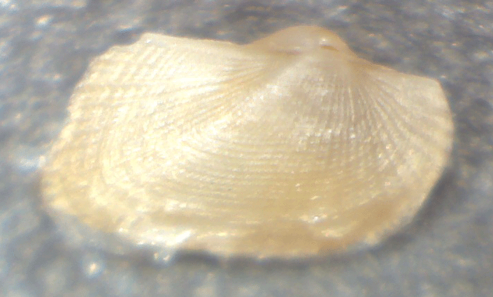 Piccolo bivalve