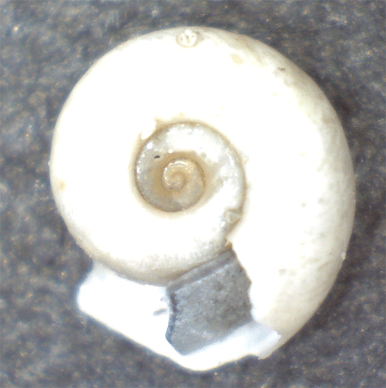 Gasteropode da identificare