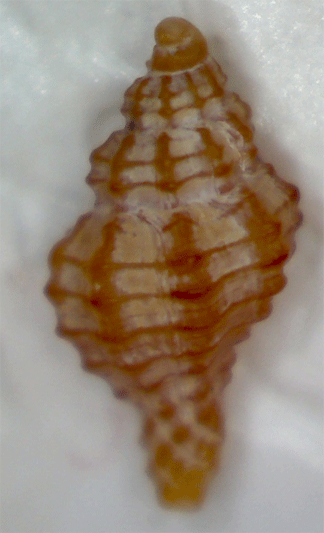 Piccolo gasteropode