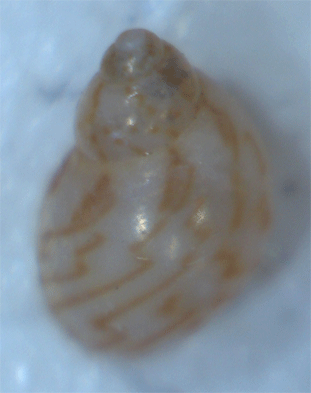 Tricolia sp.