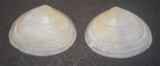 Bivalve da determinare