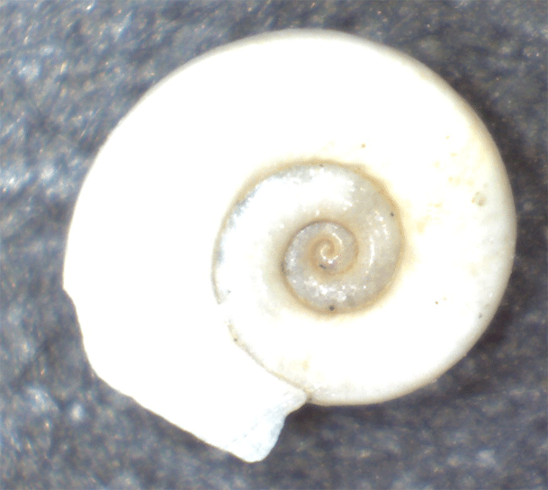 Gasteropode da identificare