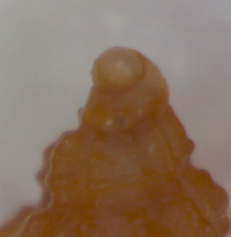 Piccolo gasteropode