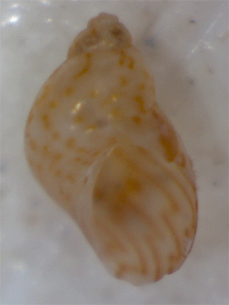 Tricolia sp.