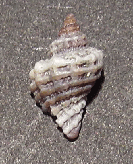 Muricidae da determinare