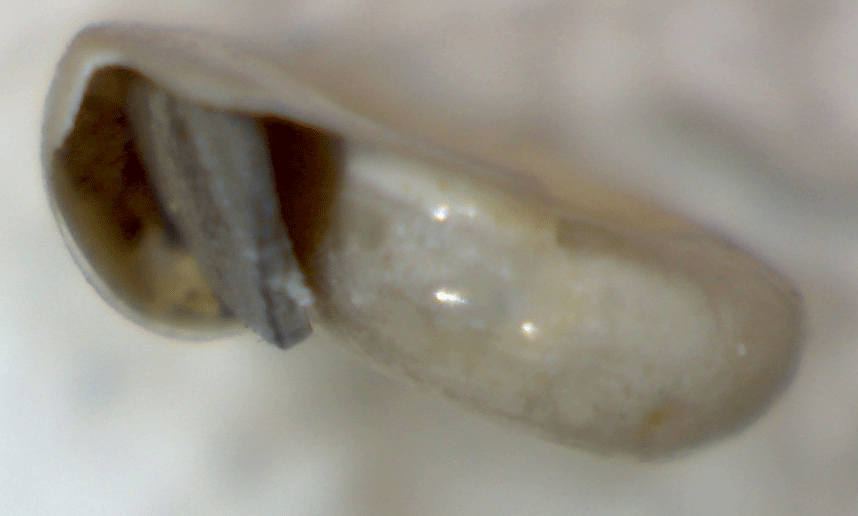 Gasteropode da identificare