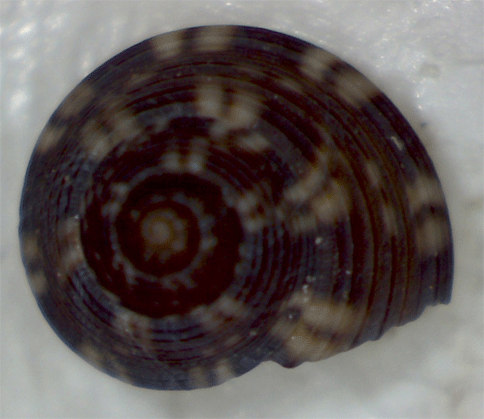 Piccolo trochidae