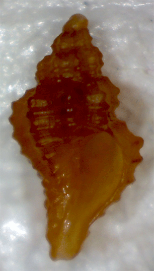 Piccolo gasteropode