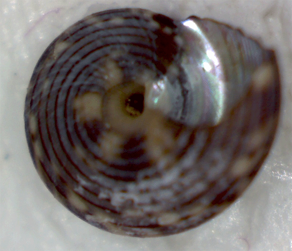 Piccolo trochidae