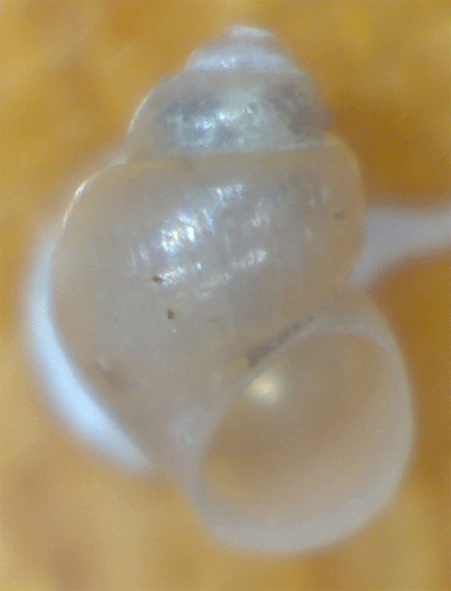 Piccolo gasteropode