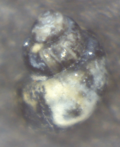 Piccolo gasteropode