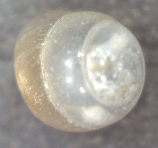 Gasteropode da identificare