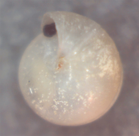 Gasteropode da identificare