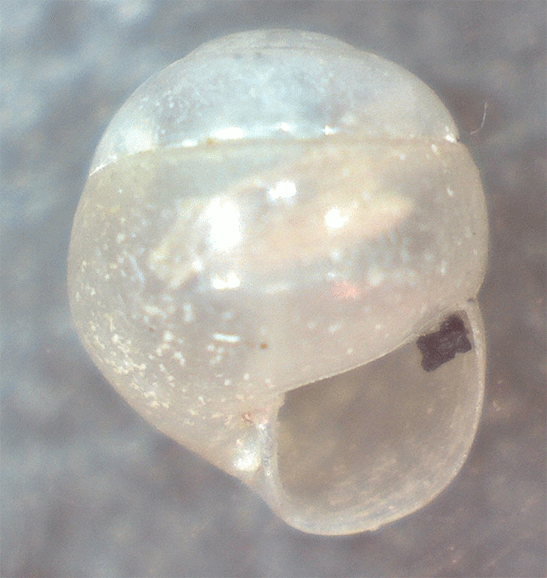 Gasteropode da identificare