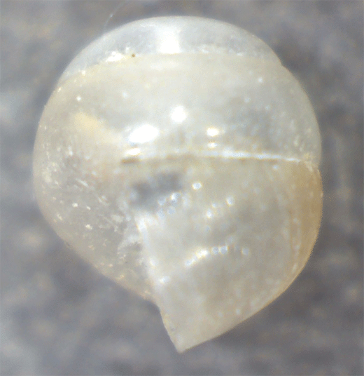 Gasteropode da identificare