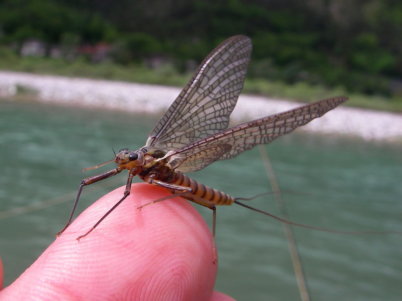 Rhitrogena?  No, Epeorus assimilis, femmina (Heptageniidae)