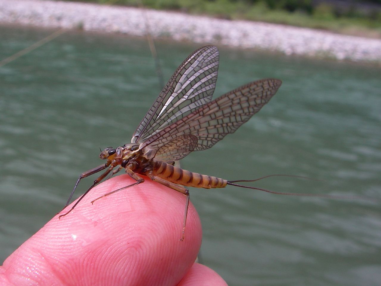 Rhitrogena?  No, Epeorus assimilis, femmina (Heptageniidae)