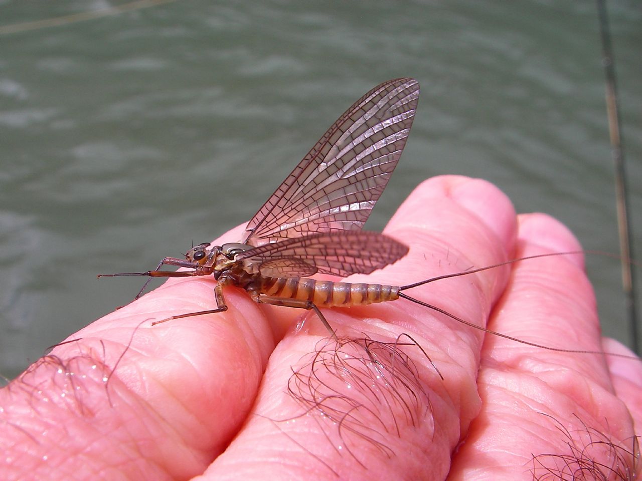 Rhitrogena?  No, Epeorus assimilis, femmina (Heptageniidae)