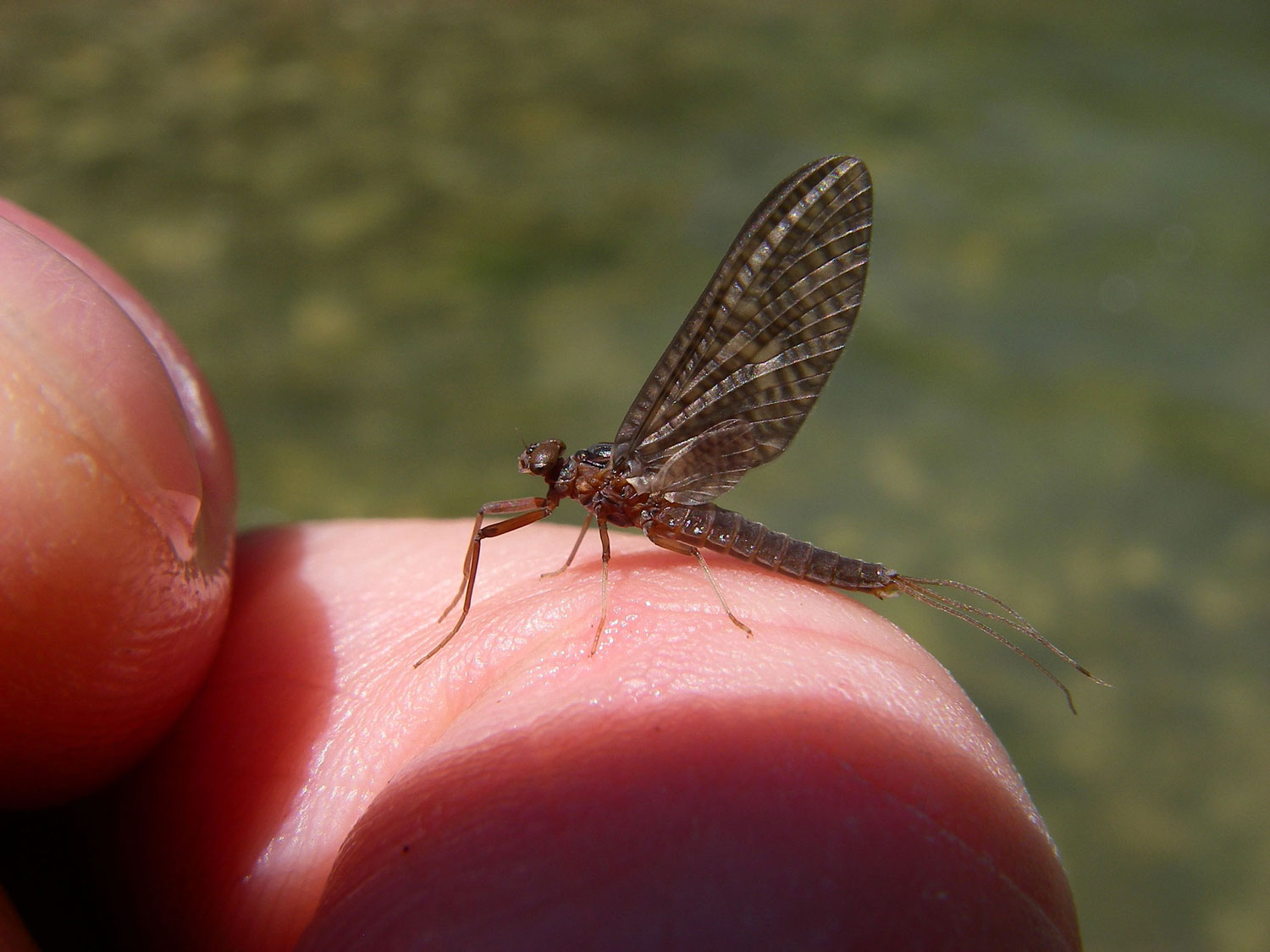 Paraleptophlebia submarginata del Fiume Tevere (AR)